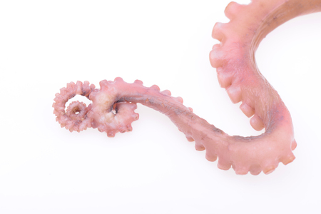 Octopus tentacles close-upの写真素材