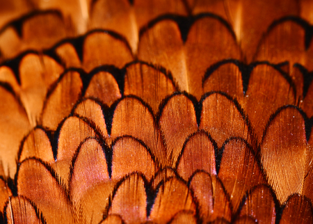 Pheasant feather close up viewの写真素材