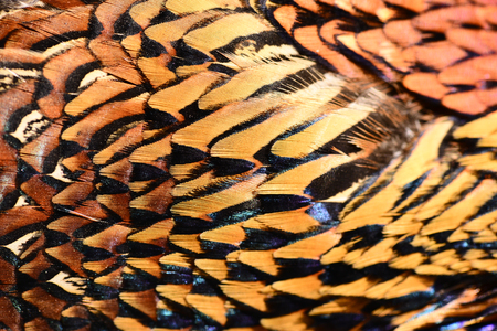 Pheasant feather の写真素材