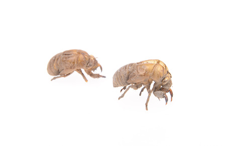 Cicada shell on a white background の写真素材