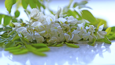 White locust tree flowersの写真素材