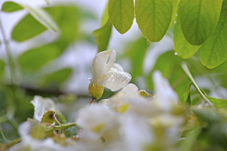 White locust tree flowersの写真素材