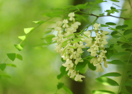 White locust tree flowersの写真素材