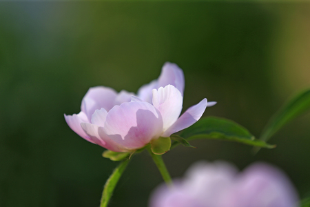 Blooming peony flowers in the parkの写真素材