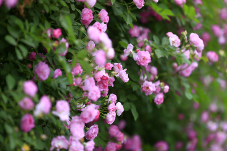 A blooming rose in the gardenの写真素材