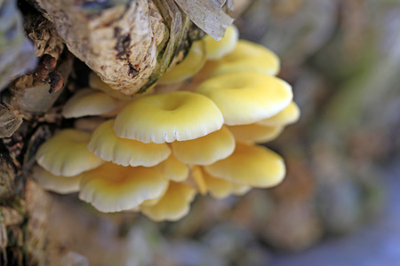 Growing mushrooms in a greenhouseの写真素材