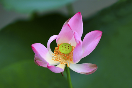 The lotus is in full bloom in the pondの写真素材