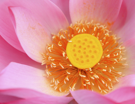 The lotus is in full bloom in the pondの写真素材