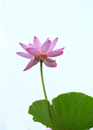 The lotus is in full bloom in the pondの写真素材