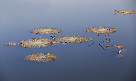 The lotuses in the river, in autumn