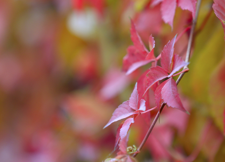Red boston ivy,outdoors in autumnの写真素材