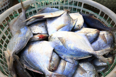 Fresh butterfish in plastic baskets