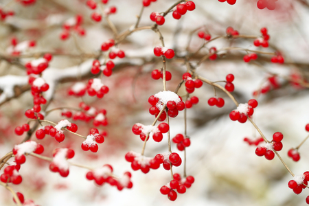 Honeysuckle fruit after snow