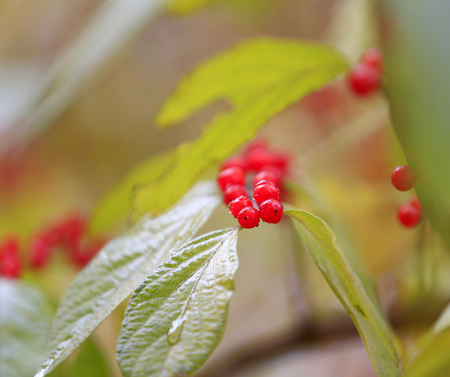 Amur honeysuckle fruitの写真素材