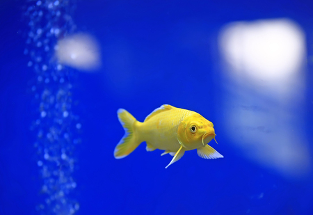 Goldfish swim in the waterの写真素材