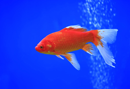 Goldfish swim in the waterの写真素材