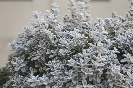 The rime on the branches, in the park in  morningの写真素材