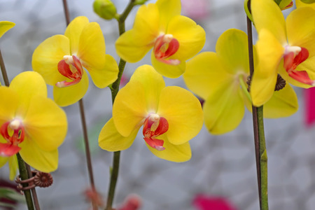 Blooming phalaenopsis, indoorsの写真素材