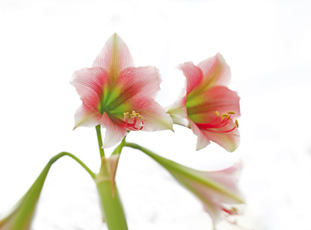 Close-up photos of the stamensの写真素材