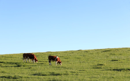Many cattle are grazing on the hillside