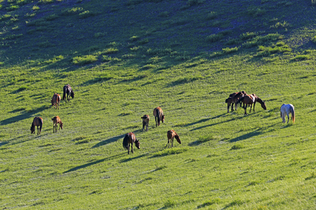 Many cattle are grazing on the hillsideの写真素材