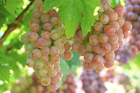 Ripe grapes in the vineyard