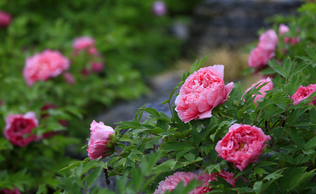 Blooming peonies in the gardenの写真素材