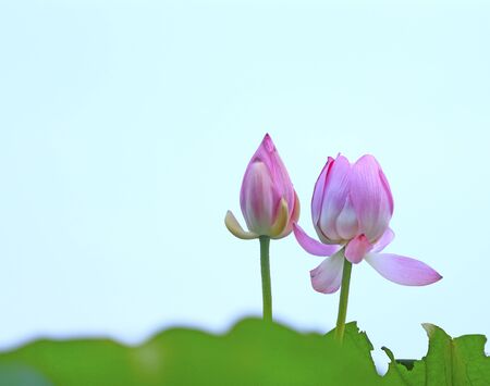 Blooming lotus in the parkの写真素材