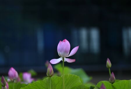 Blooming lotus in the parkの写真素材