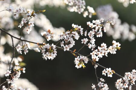 Blooming peach blossoms in an outdoor park