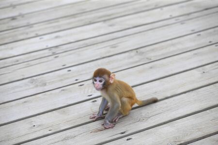 A cute little monkey, in the park