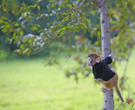 A cute little monkey, in the park