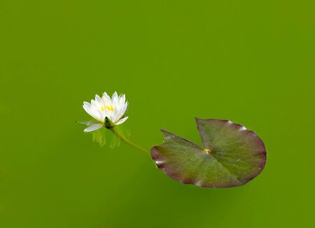 White water lilies, in the river
の写真素材