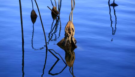 The lotus in the river, in the park in autumnの写真素材