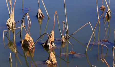 The lotus in the river, in the park in autumnの写真素材