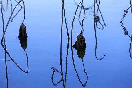 The lotus in the river, in the park in autumnの写真素材