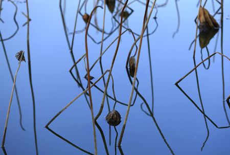 The lotus in the river, in the park in autumnの写真素材