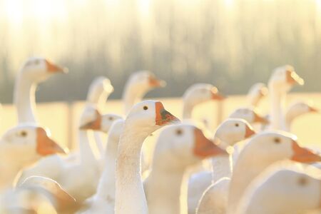 Many geese together, close-up photoの写真素材
