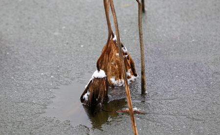 Broken lotus flowers, in the pond after the snowの写真素材
