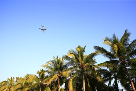 Coconut trees against a blue skyの写真素材