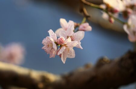Blooming peach blossoms in the park