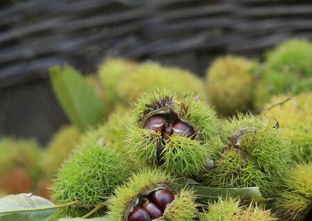 Many ripe chestnuts in the basketの写真素材