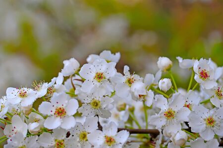 Blooming pear flowers in the garden
の写真素材