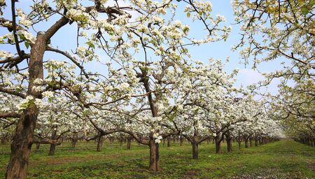 Blooming pear flowers in the background of blue sky and white clouds