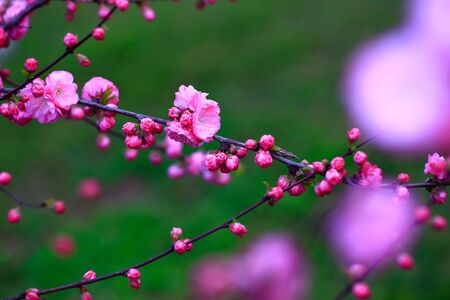 beautiful flowering plum ï¼in the gardenの写真素材
