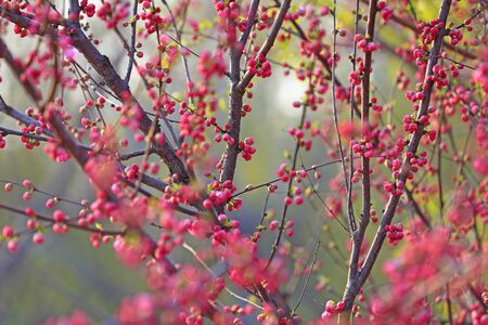 beautiful flowering plum ï¼in the gardenの写真素材