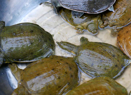 The turtle is in the plastic container