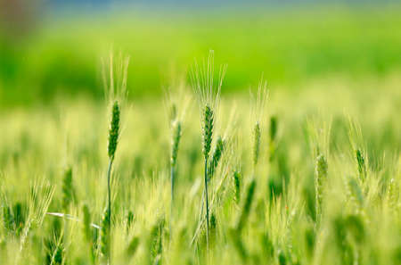 Wheat growing in the wheat field
