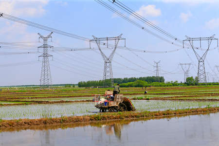 Farmers planting rice in field by using rice planting machine, Asian farmer transplant rice seedling in rice fieldの写真素材