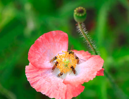 Bees gather nectar from flowersの写真素材